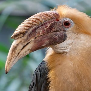 Blyth's hornbill (Rhyticeros plicatus)