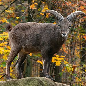 Dagestan tur (Capra cylindricornis)