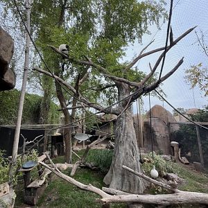 Ride park zoo lemur enclosure