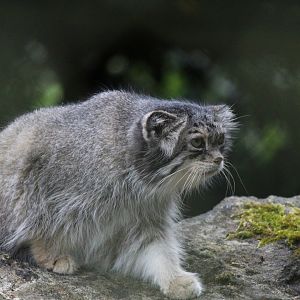 Pallas Cat