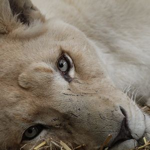 White Lioness