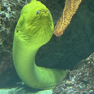 Green moray