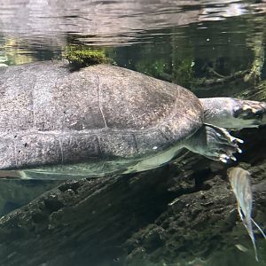 Giant South American river turtle