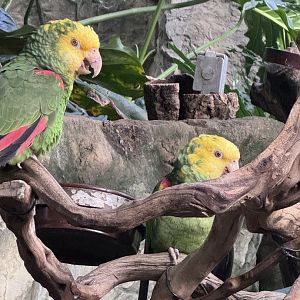 Yellow-headed Amazon