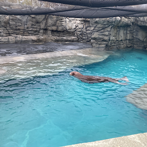 Walrus Exhibit