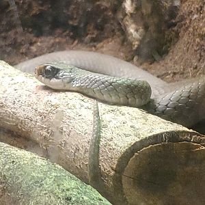 Audubon Zoo (2022) - Coluber constrictor latrunculus