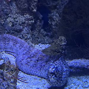 Dragon moray