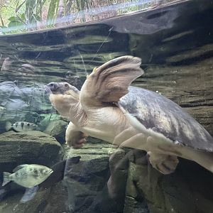 Pig-nosed turtle “Harold”