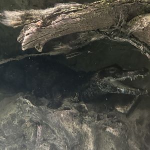 Smooth-fronted caiman