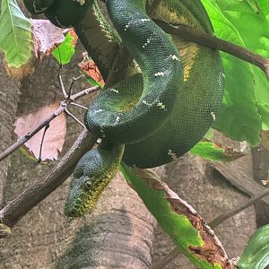 Emerald tree boa