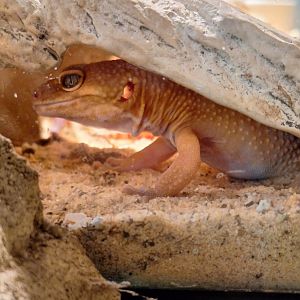 Leopard Gecko?