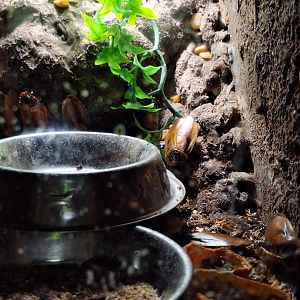 Giant cave cockroach