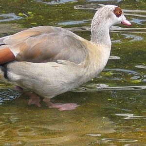 08/23/2004 - Egyptian Goose (Alopochen aegyptiaca)?
