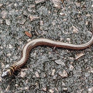 Three-banded Finger Skink (Larutia trifasciata)