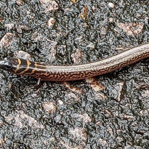 Three-banded Finger Skink (Larutia trifasciata)