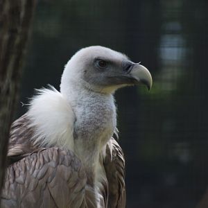 Eurasian Griffon Vulture