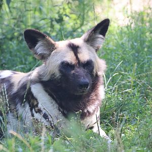 African Wild Dog