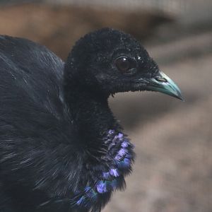 Grey-winged Trumpeter