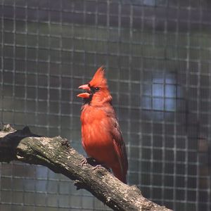 Northern Cardinal