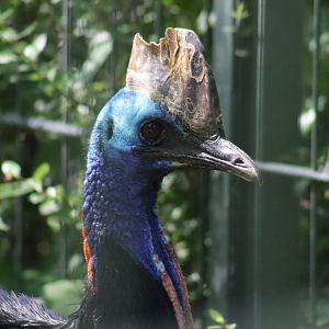Southern Cassowary