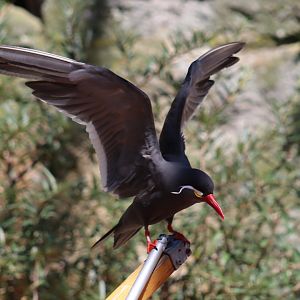 Inca Tern