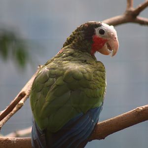 Cuban Amazon