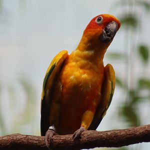 Sun Conure