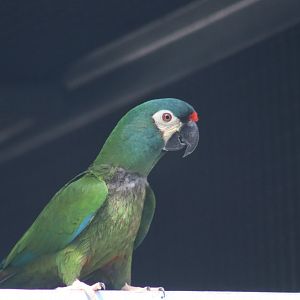 Blue-winged Macaw