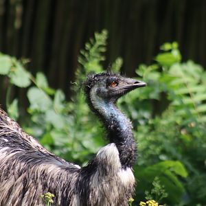 Emu