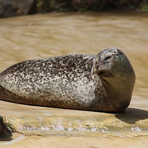 Harbour Seal