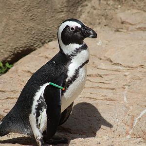 African Penguin