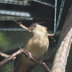 Guira Cuckoo