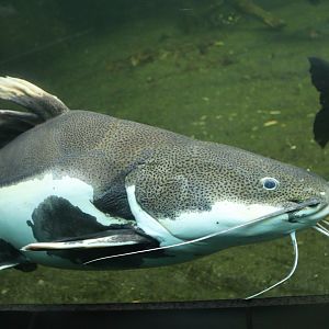 Red-tailed Catfish
