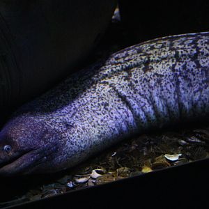 Mediterranean Moray