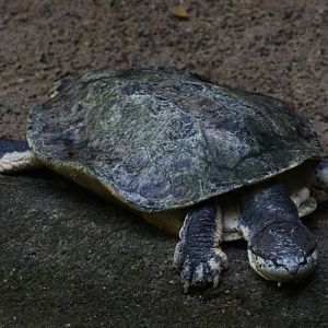 Hilaire’s side-necked Turtle
