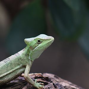 Eastern Casquehead Iguana