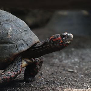 Red-footed Tortoise