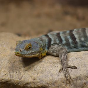 Baja California Rock Lizard