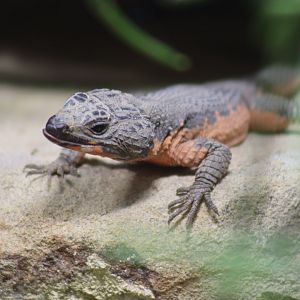 Gorongosa Girdled Lizard