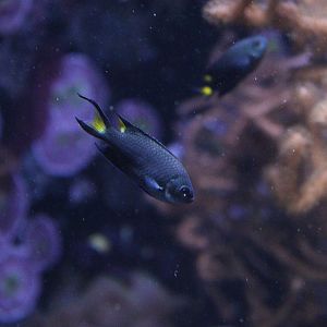 Yellowtail Demoiselle