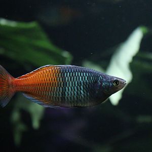 Boeseman's Rainbowfish