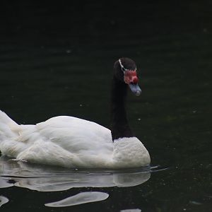 Black-necked Swan