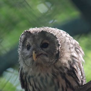 Ural Owl