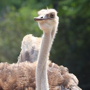 Red-necked Ostrich, female