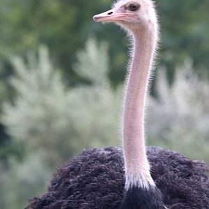 Red-necked Ostrich, male