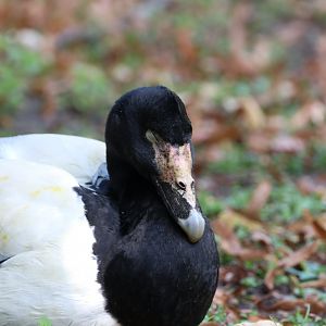 Magpie Goose