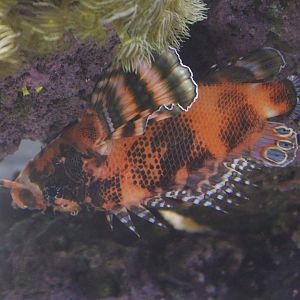 Twospot Turkeyfish