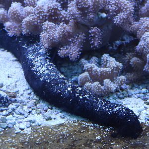 Black Sea Cucumber