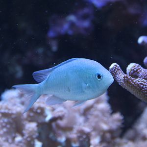 Blue-Green Chromis