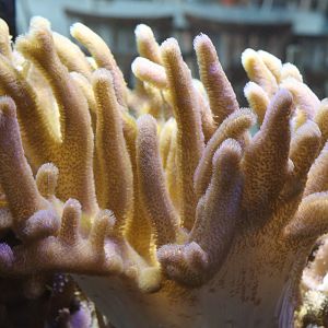 Soft Coral sp.